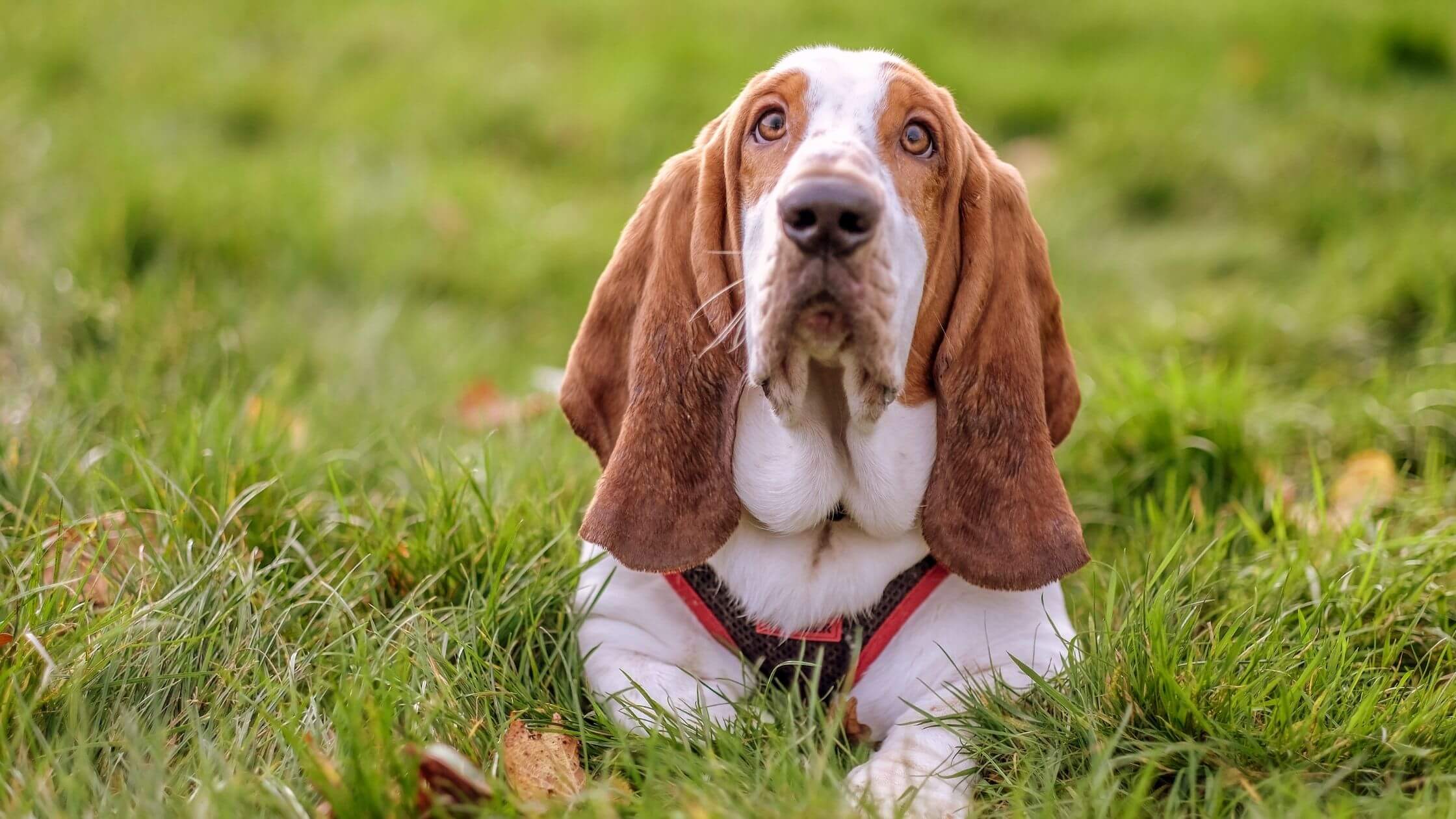 Bassethound