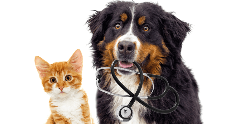 DVC-Wellness-Exams Wellness Exams