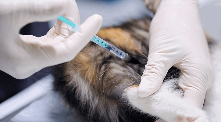 Pet-Vaccinations Pet Vaccinations