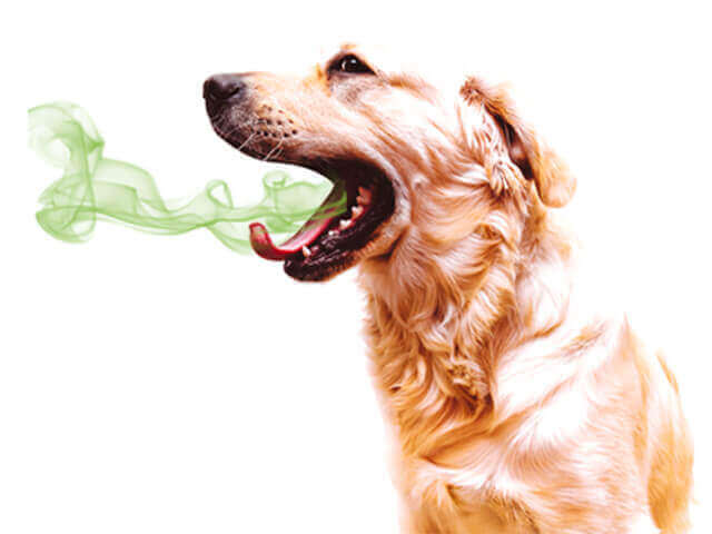 bad-dog-breath