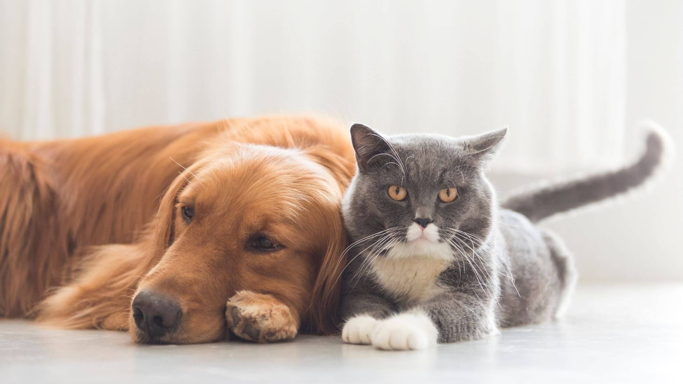 catanddog catanddog
