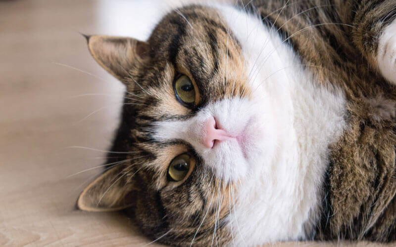 overweight-pet overweight-pet