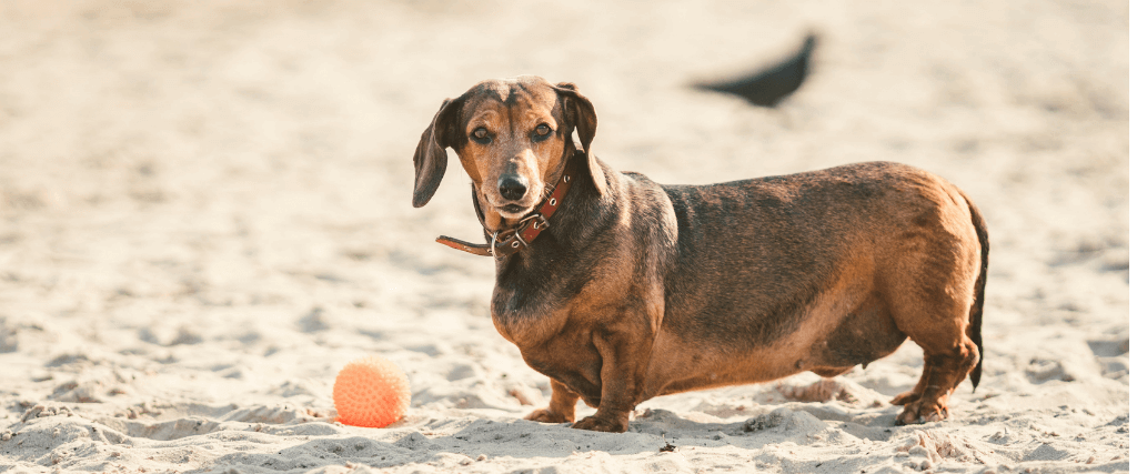 preventing-obesity-dogs