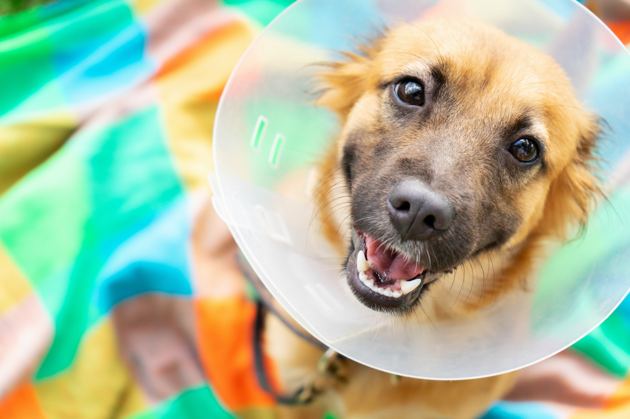 Happy young dog with veterinary collar also called elizabethan after surgery